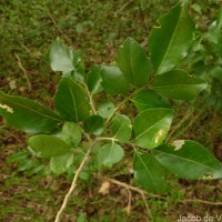Murraya glenieii Thwaites ex Oliv.